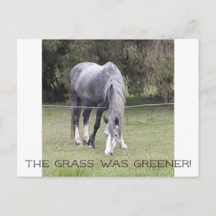 Carte Postale Horse 'n clôture !
