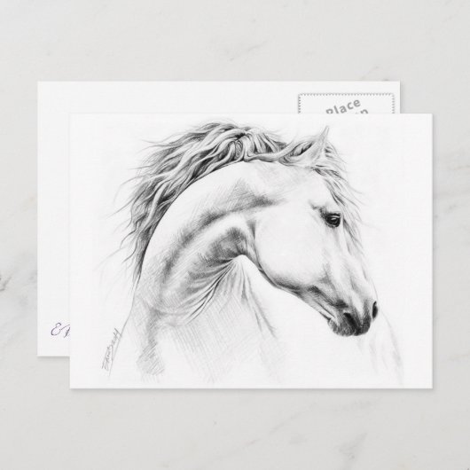 Carte Postale Horse portrait drawing equestrian art (Devant / Derrière)