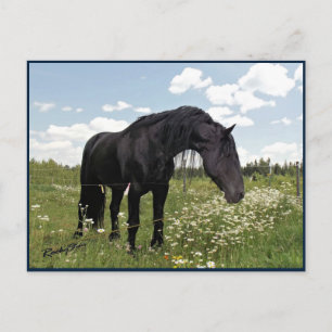 Carte Postale Horse Stretch
