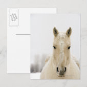 Carte Postale Horse with snow on head (Devant / Derrière)