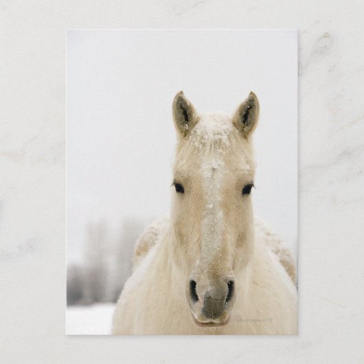 Carte Postale Horse with snow on head (Devant)