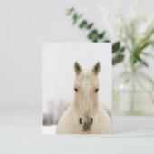 Carte Postale Horse with snow on head (Debout devant)