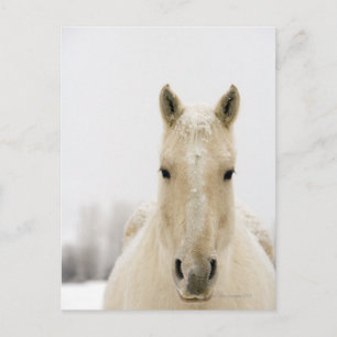 Carte Postale Horse with snow on head
