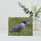 Carte postale Horsedove (Debout devant)