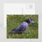 Carte postale Horsedove (Devant / Derrière)