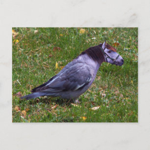 Carte postale Horsedove