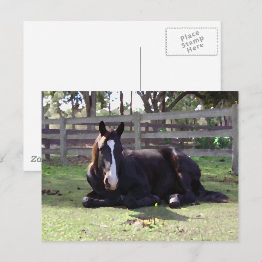 Carte Postale Horses (Devant / Derrière)