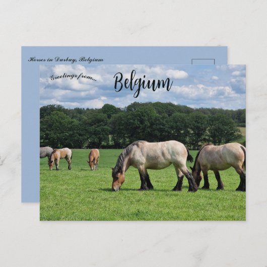 Carte Postale Horses in Durbuy Belgium (Devant / Derrière)