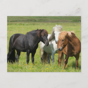 Carte Postale Horses on the Ranch, South Iceland