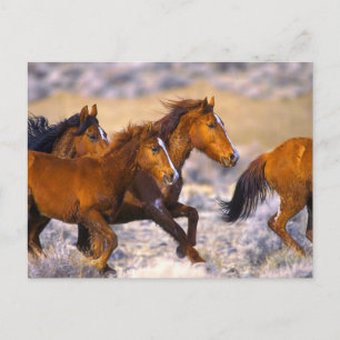Carte Postale Horses running