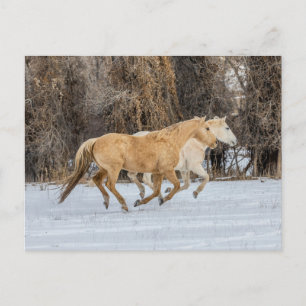 Carte Postale Horses Running in Snow
