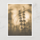 Carte Postale Horsetail Sepia Nature Photo (Devant)