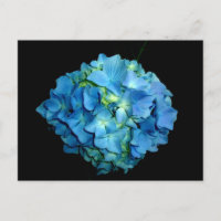 Hortensia Bleu