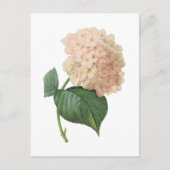 Carte Postale hortensia (espèces d'hortensia) par Redouté (Devant)