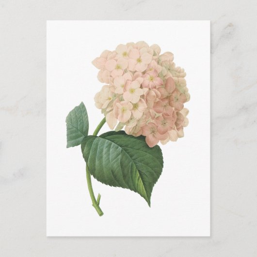 Carte Postale hortensia (espèces d'hortensia) par Redouté (Devant)
