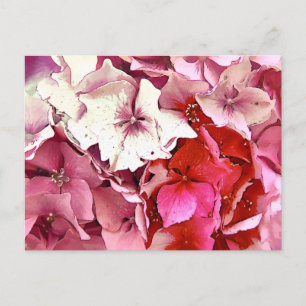 CARTE POSTALE HORTENSIA ROSE