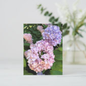 Carte Postale Hortensias (Debout devant)