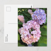Carte Postale Hortensias (Devant / Derrière)