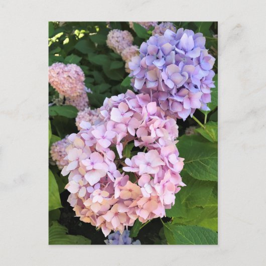 Carte Postale Hortensias (Devant)