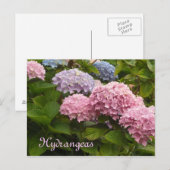 Carte Postale Hortensias (Devant / Derrière)