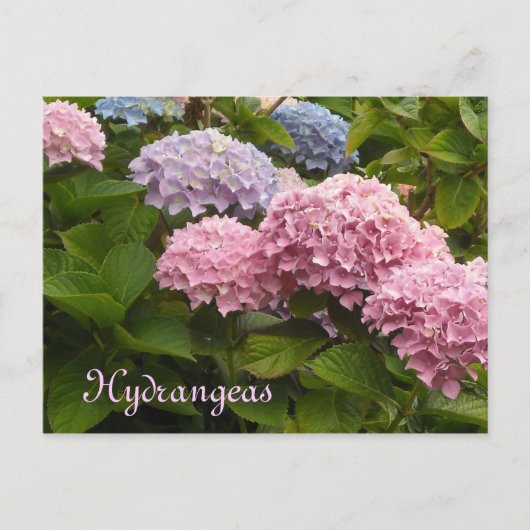 Carte Postale Hortensias (Devant)