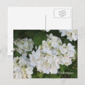 Carte Postale Hortensias blancs (Devant / Derrière)