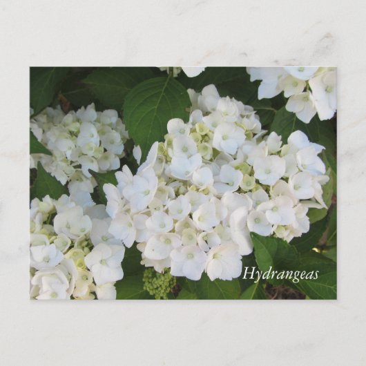 Carte Postale Hortensias blancs (Devant)