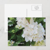 Carte Postale Hortensias blancs (Devant / Derrière)