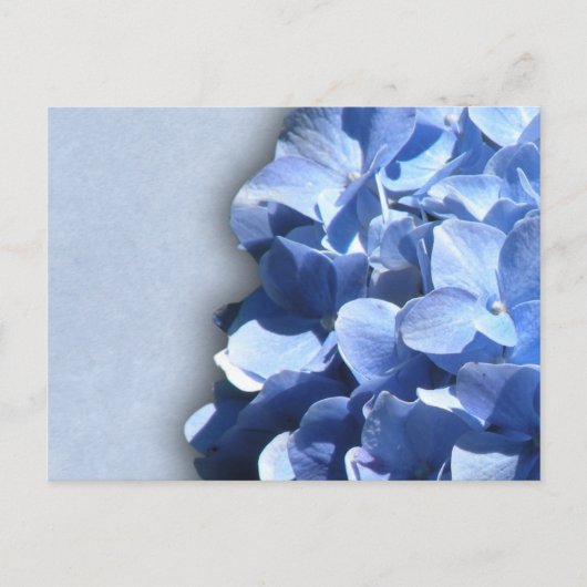 Carte Postale Hortensias bleu foncé et droit (Devant)