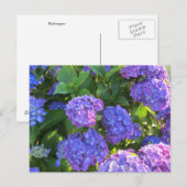 Carte Postale Hortensias bleus et violets vibrants (Devant / Derrière)