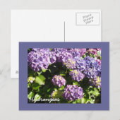 Carte Postale Hortensias Violet Foncé (Devant / Derrière)