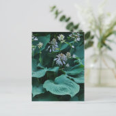 Carte postale Hosta (Debout devant)