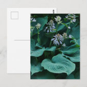 Carte postale Hosta (Devant / Derrière)
