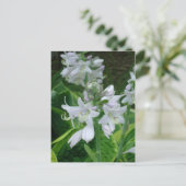 Carte Postale Hosta Blooms (Debout devant)