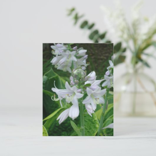 Carte Postale Hosta Blooms (Debout devant)