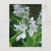 Carte Postale Hosta Blooms (Devant)