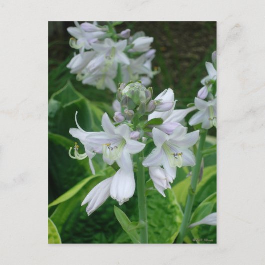 Carte Postale Hosta Blooms (Devant)