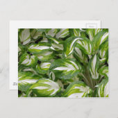 Carte Postale Hosta feuille rayé vert et blanc (Devant / Derrière)