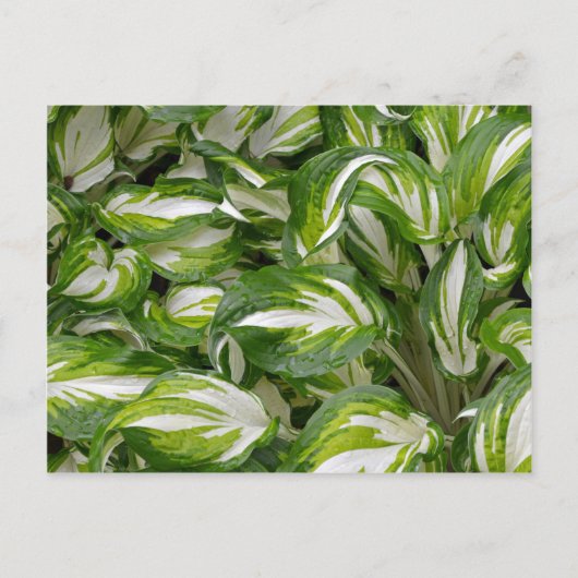 Carte Postale Hosta feuille rayé vert et blanc (Devant)