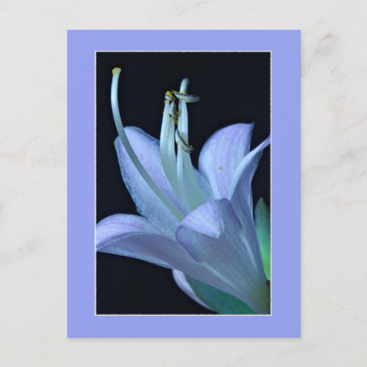 Carte Postale Hosta Fleur Macro Élégante et Chic pour Toutes les (Devant)