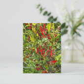 Carte Postale Hot Peppers pour Hot Chile! (Debout devant)