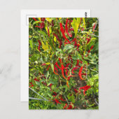 Carte Postale Hot Peppers pour Hot Chile! (Devant / Derrière)
