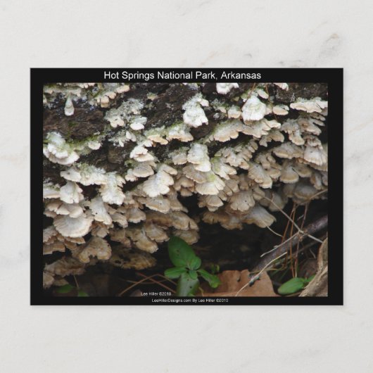 Carte Postale Hot Spings National Park, Arkansas Tree Fungus (Devant)