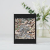 Carte Postale Hot Springs Mountain, AR Squirrel Cadeaux Camoufla (Debout devant)