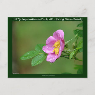 Carte Postale Hot Springs National Park, AR Cadeaux Wild Rose