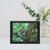 Carte Postale Hot Springs National Park, AR Chipmunk Snack Gifts (Debout devant)