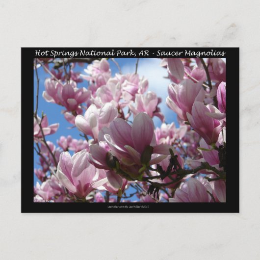 Carte Postale Hot Springs National Park AR Saucer Magnoia Cadeau (Devant)