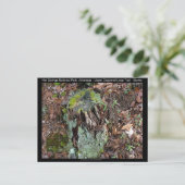 Carte Postale Hot Springs National Park, AR Upper Dogwood Loop (Debout devant)