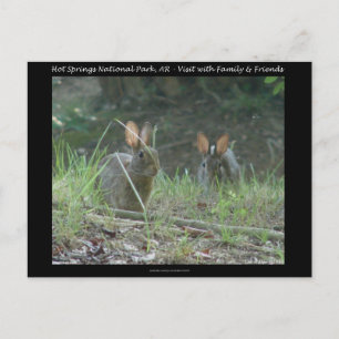 Carte Postale Hot Springs National Park, AR Wild Rabbits Cadeaux