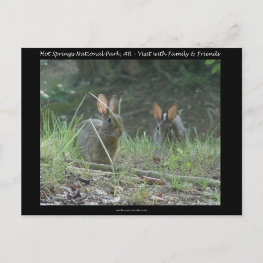 Carte Postale Hot Springs National Park, AR Wild Rabbits Cadeaux (Devant)
